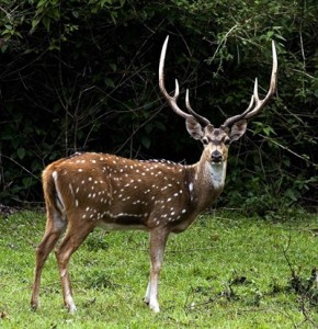 Axis-Deer