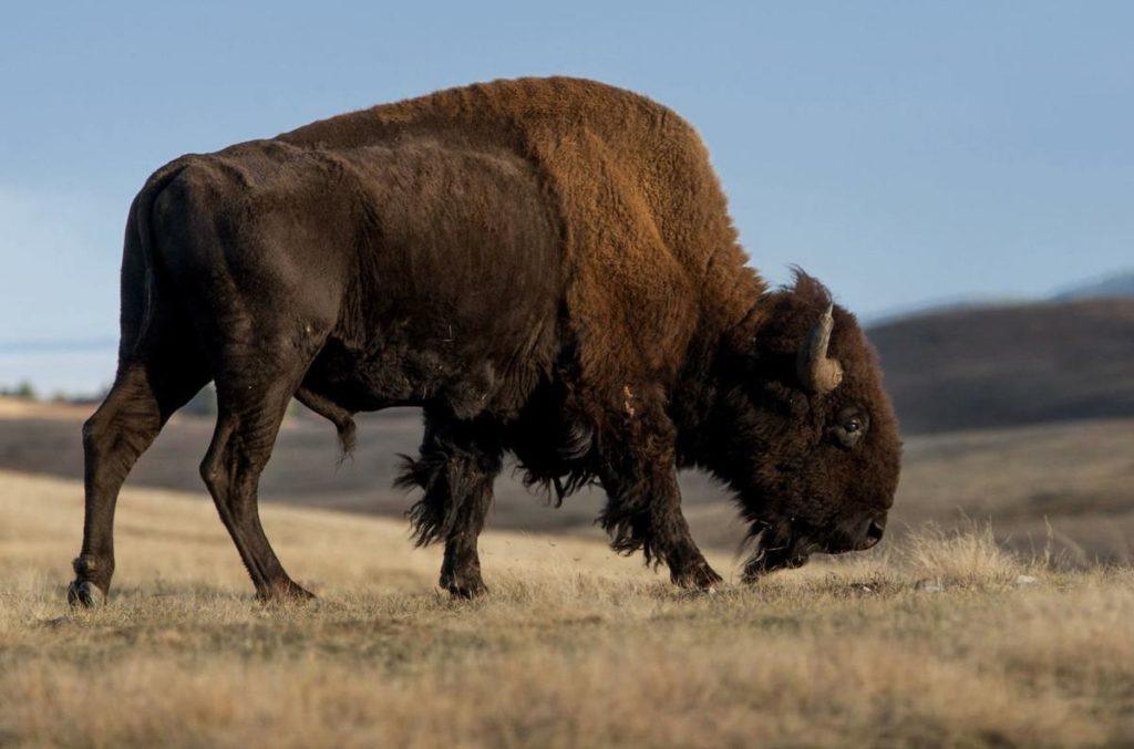 Exotic American Bison Hunts in Texas Cotton Mesa Whitetails