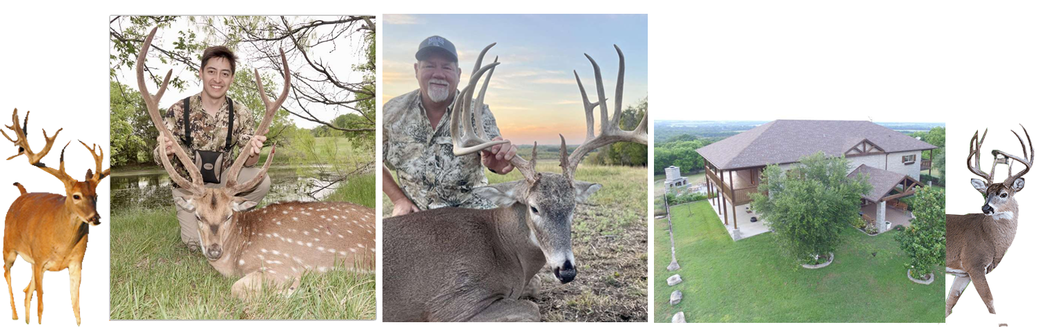 Nilgai Antelope Hunts in Texas