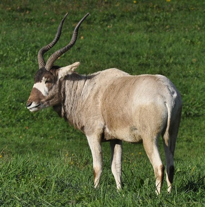 Addax
