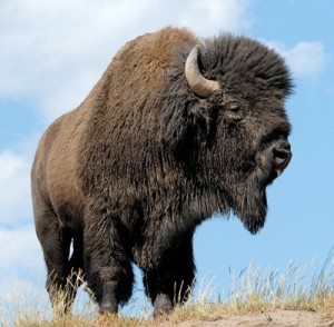 American_bison1