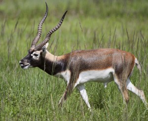 Blackbuck