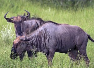 BlueWildebeest