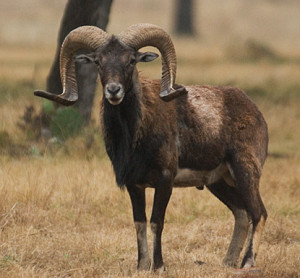 Corsican Ram