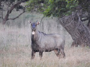 Nilgai antelope 