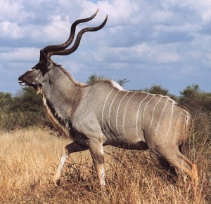 Kudu-Bull1