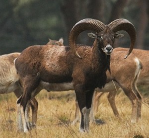 Mouflon