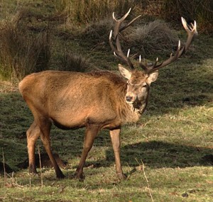 Red_stag