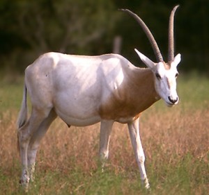 Scimitar oryx (1)