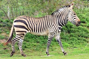 Zebra