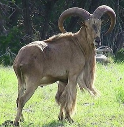 Exotic Hunt Packages Texas | Exotic Hunting Ranch - Cotton Mesa Whitetail Exotic Hunt Packages Texas | Exotic Hunting Ranch - Cotton Mesa Whitetail