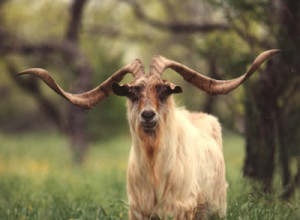 catalina_goat