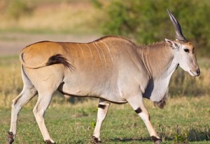 Eland