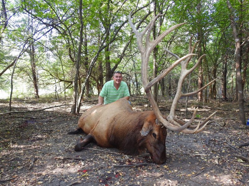 Exotic Elk Hunting in Texas Superior Range of Exotic Elk Hunts at