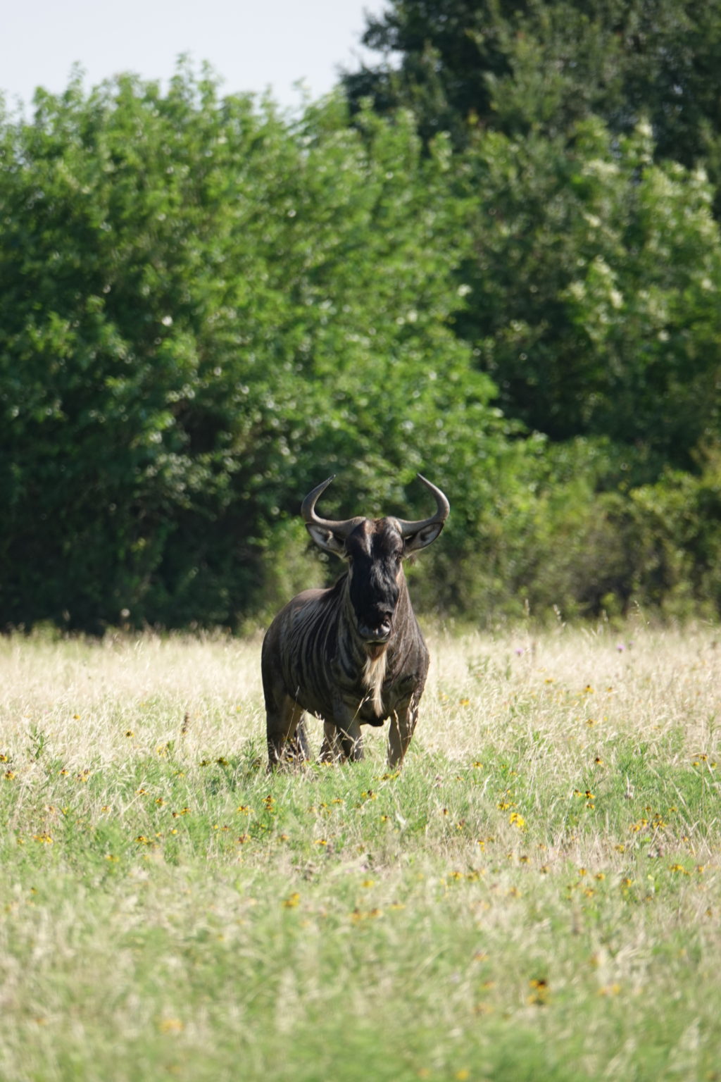 African Game Hunting in Texas Game Ranch in Texas Cotton Mesa
