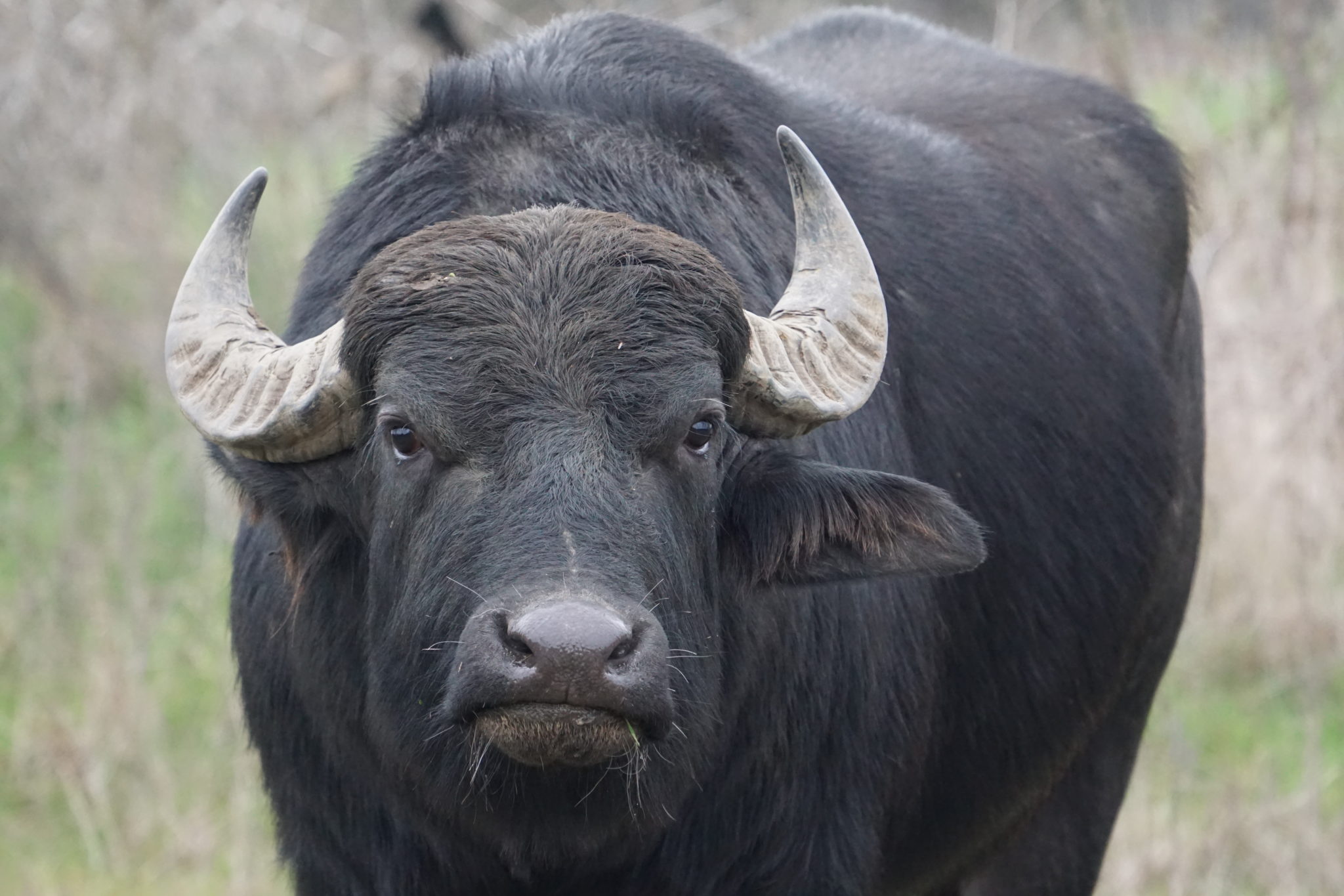 Guided Water Buffalo Hunt in Texas Guided Water Buffalo Hunting