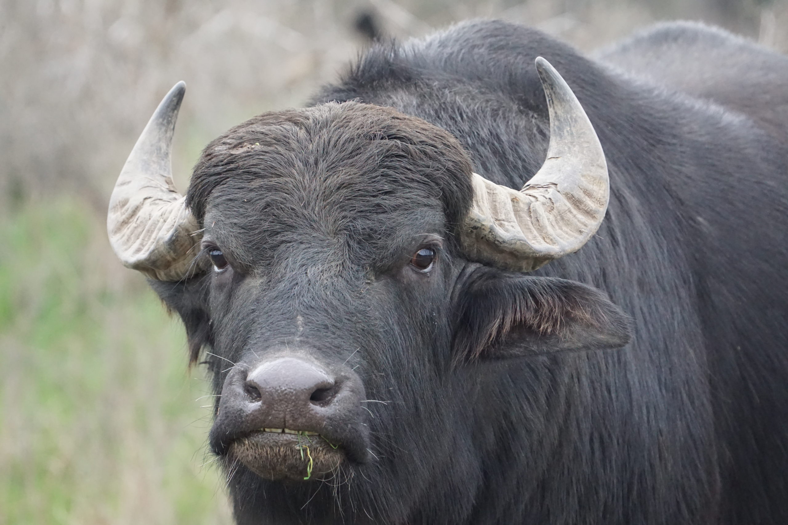 Guided Buffalo Hunt in Texas | Guided Buffalo Packages | Cotton Mesa Whitetail Hunting Ranch