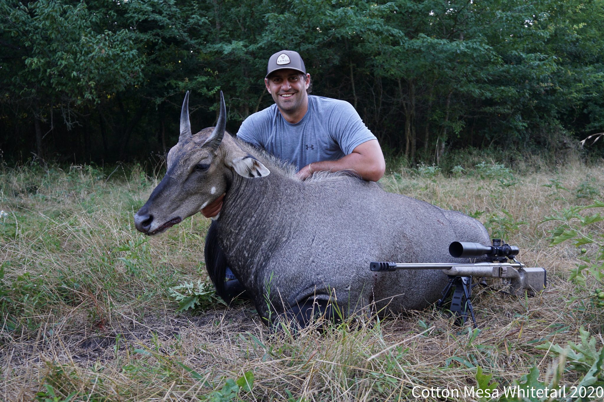 Nilgai Antelope Hunt in Texas Nilgai Antelope Hunting Packages