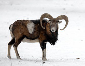 Image of Mouflon sheep