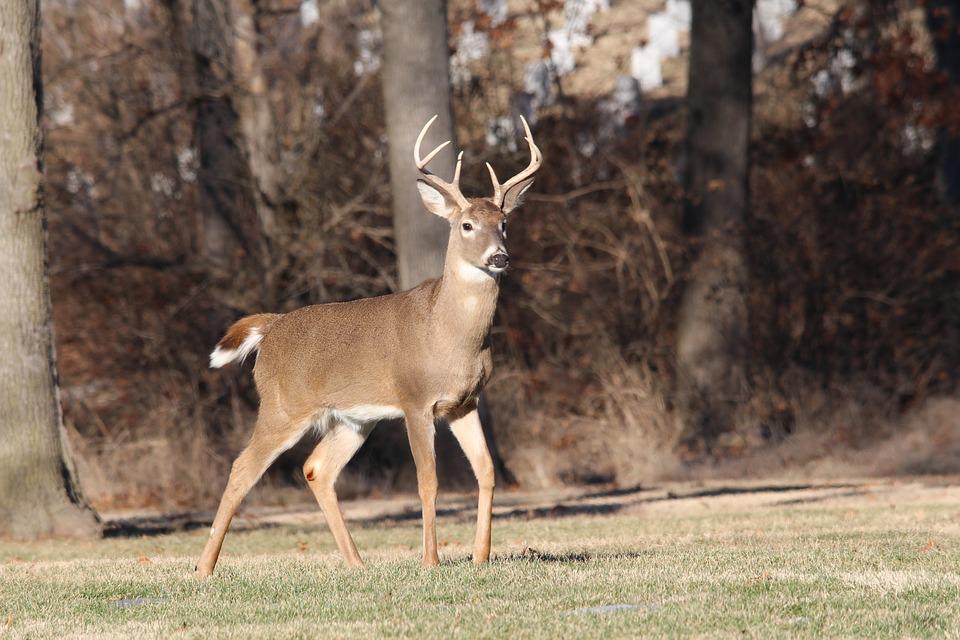 Can A Windy Day Have Impact On Your Whitetail Hunting?