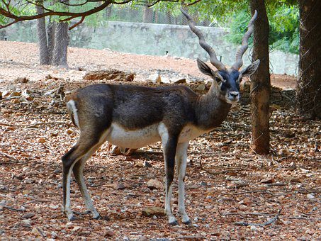  Blackbuck - exotic hunt in Texas.