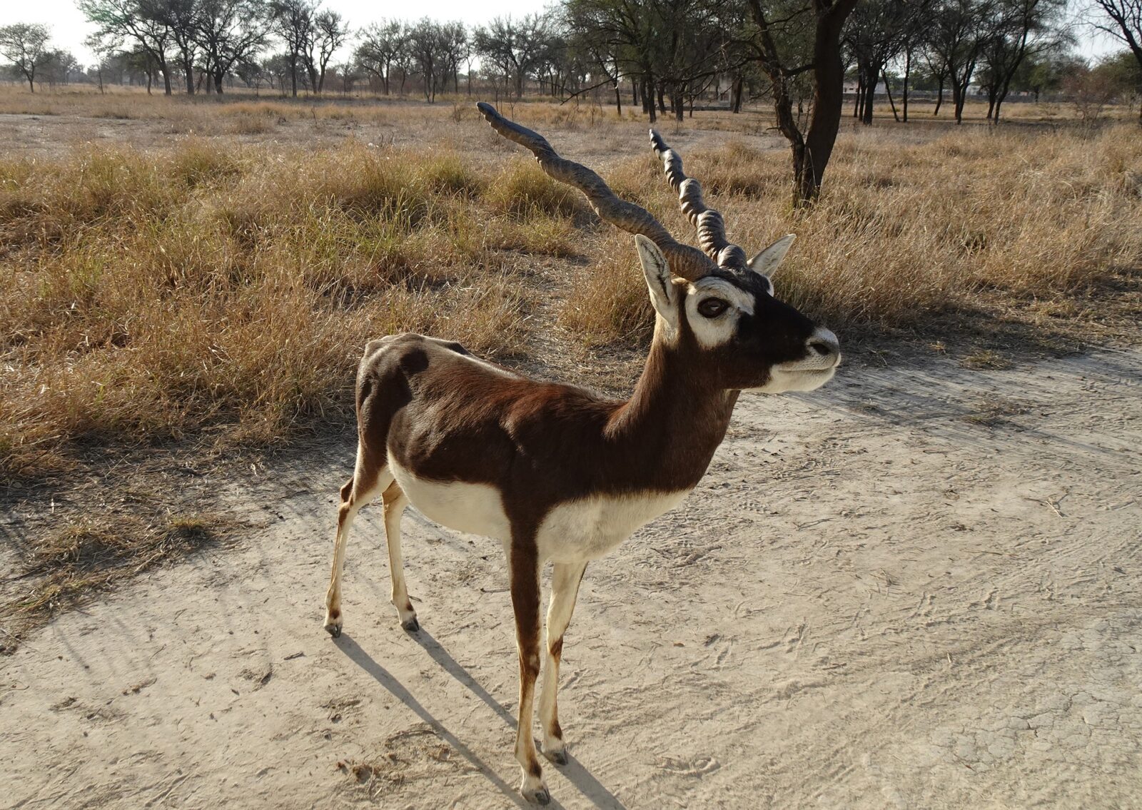 Do You Want to Make Exotic Hunting In Texas Exciting?