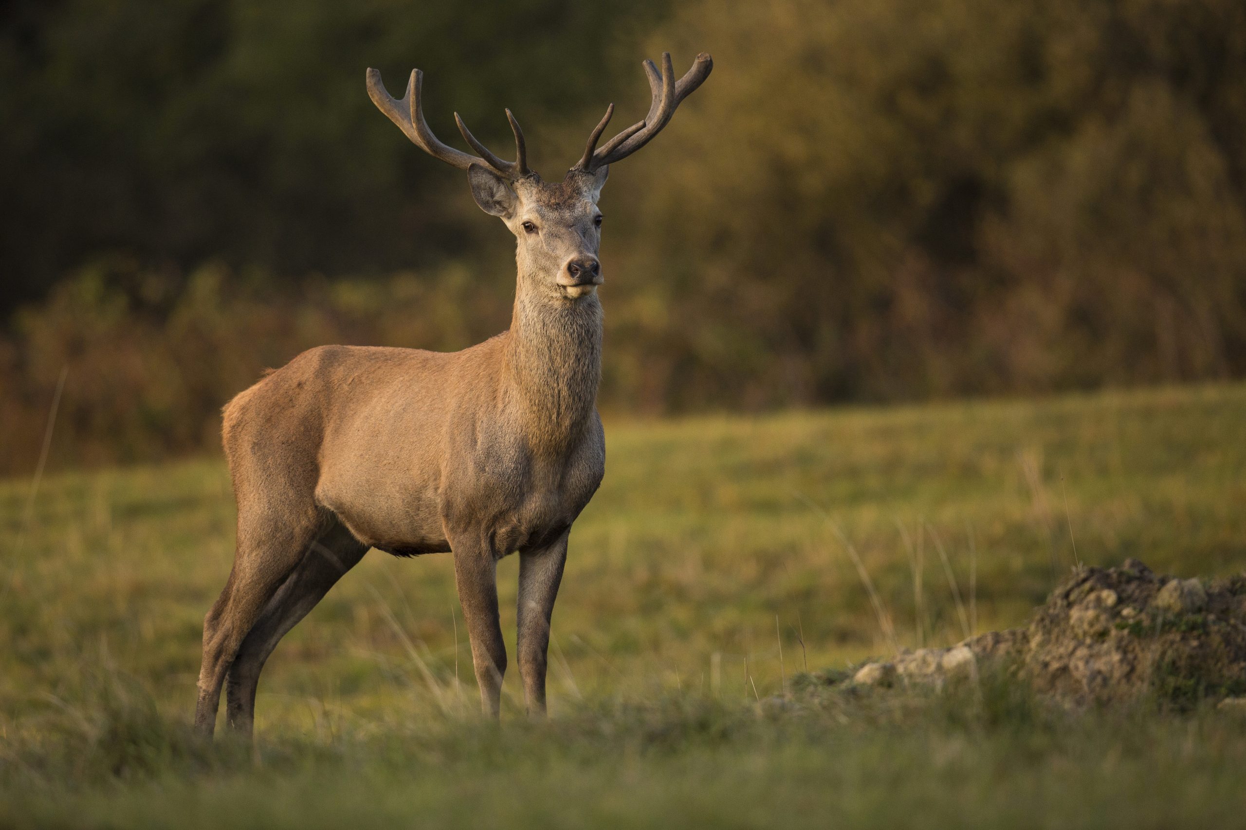 3 Common Deer Hunting Mistakes Done By Hunters