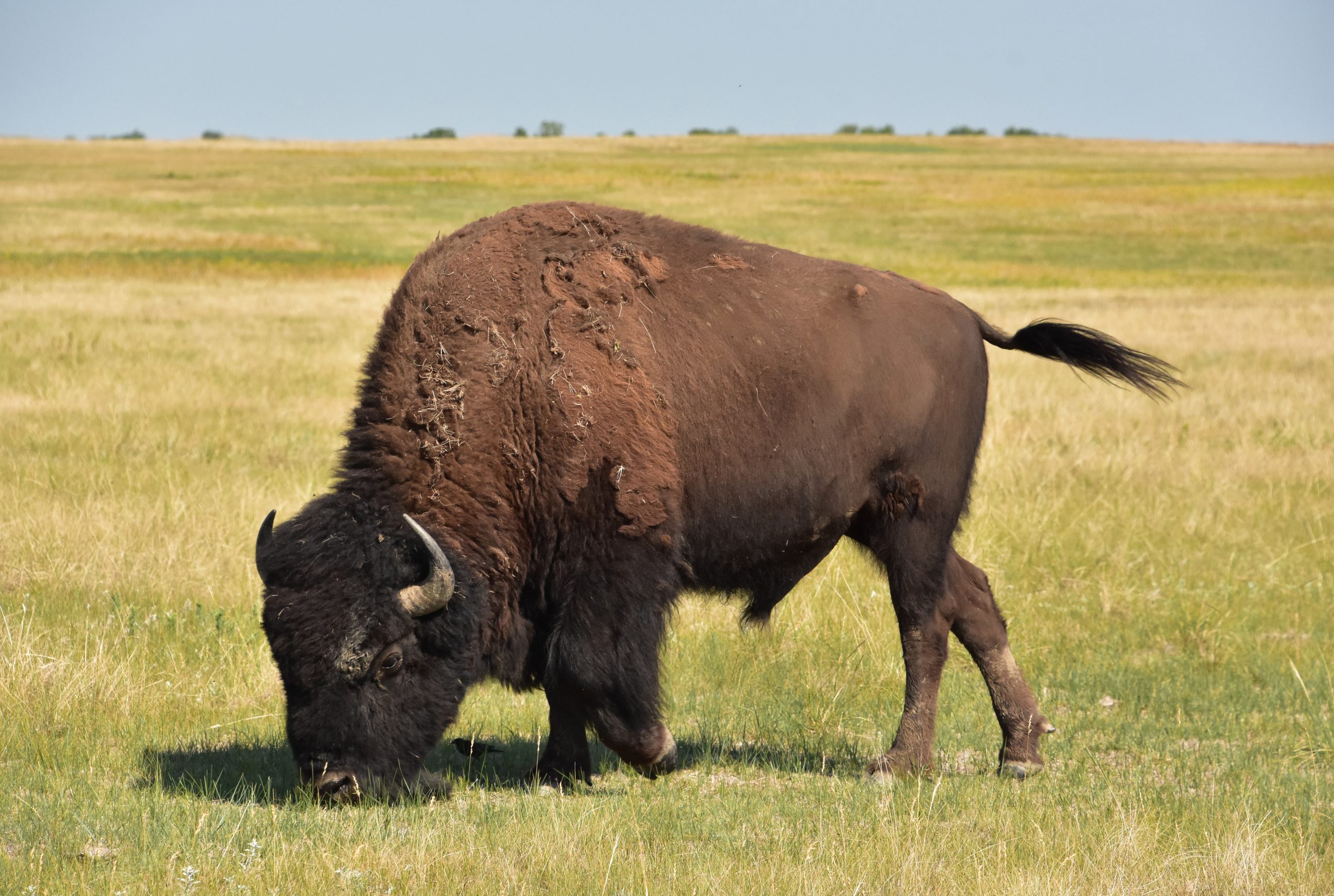 Things To Know While Hunting American Bison In Texas
