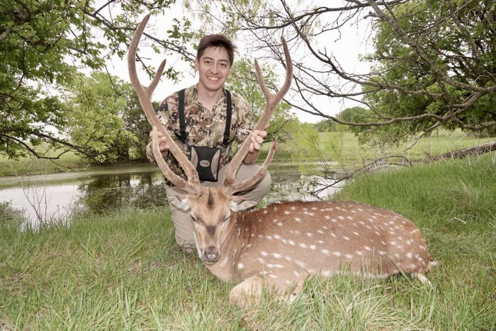 Axis Deer Hunt in Texas Axis Deer Hunting Packages Cotton Mesa