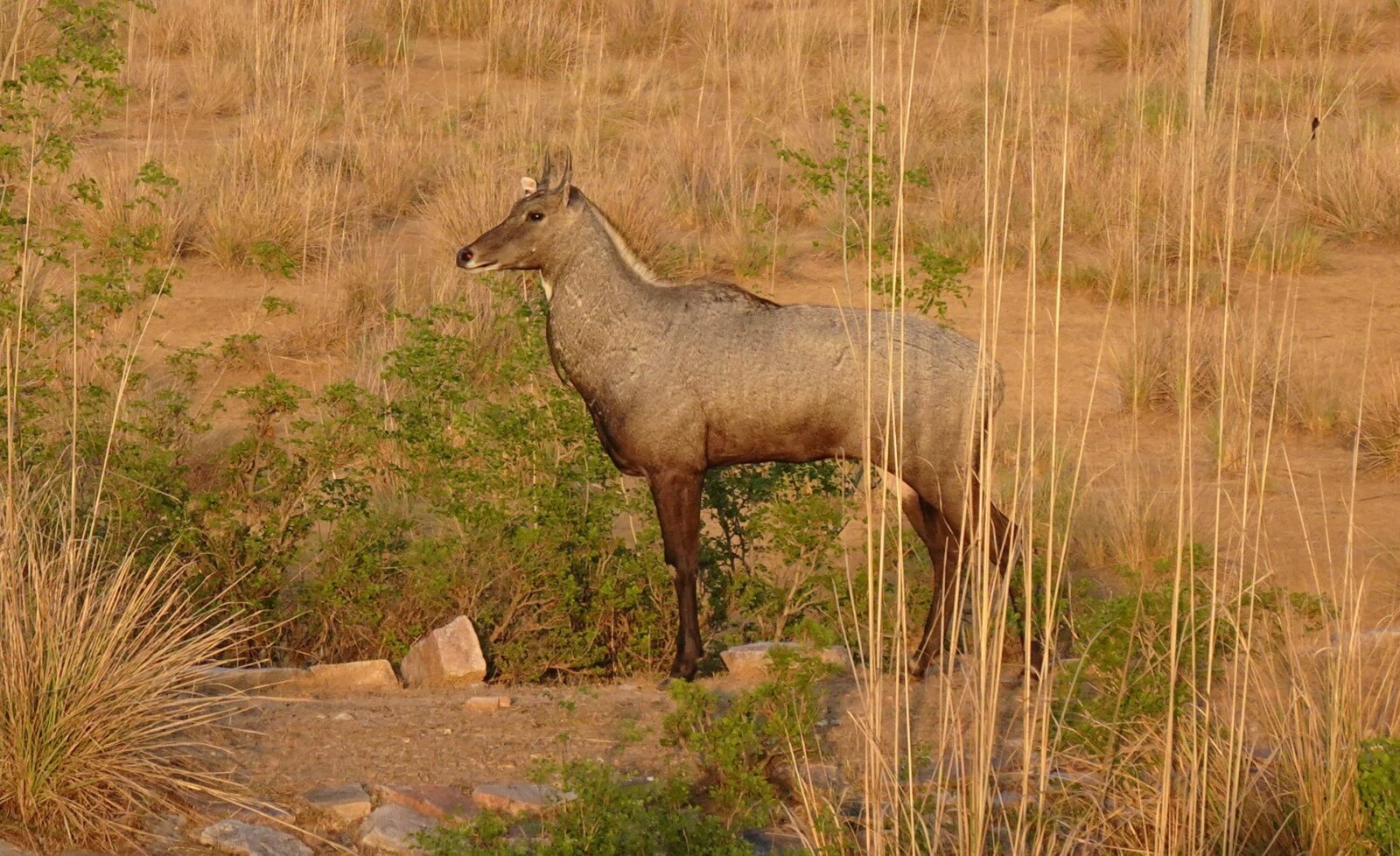 What Equipment You Need for a Successful Nilgai Hunt in Texas?