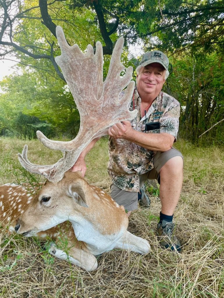 Fallow Deer 