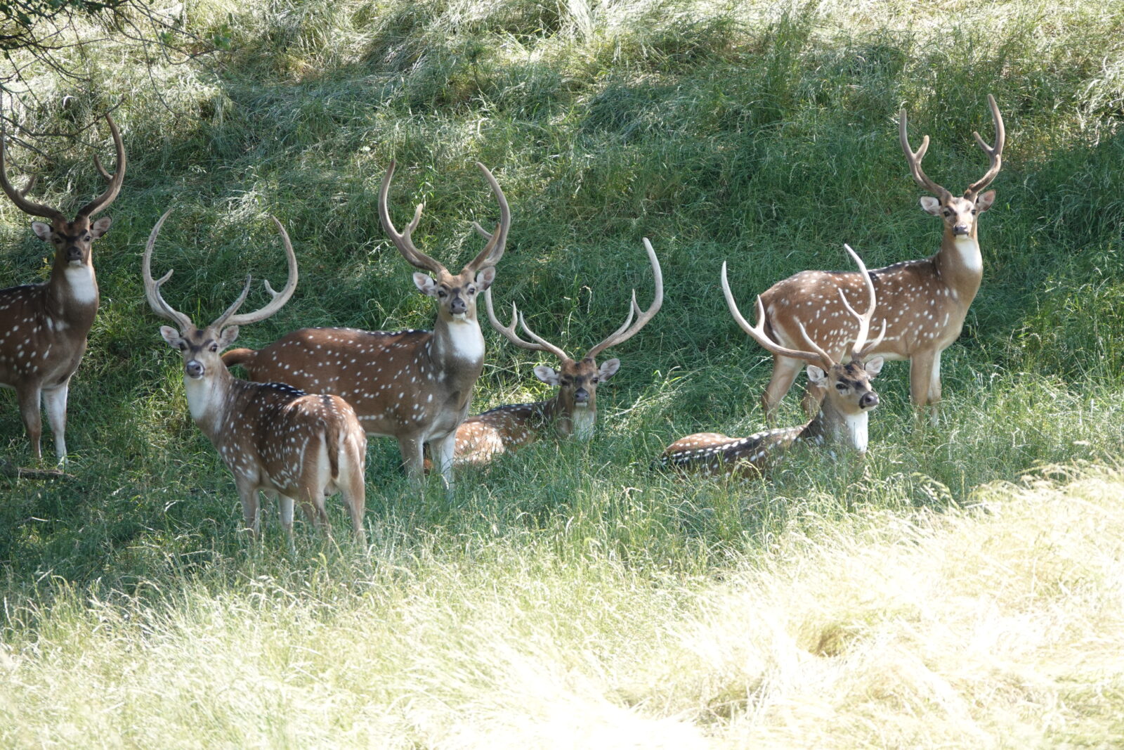 African Game Hunting in Texas | Game Ranch in Texas | Cotton Mesa ...
