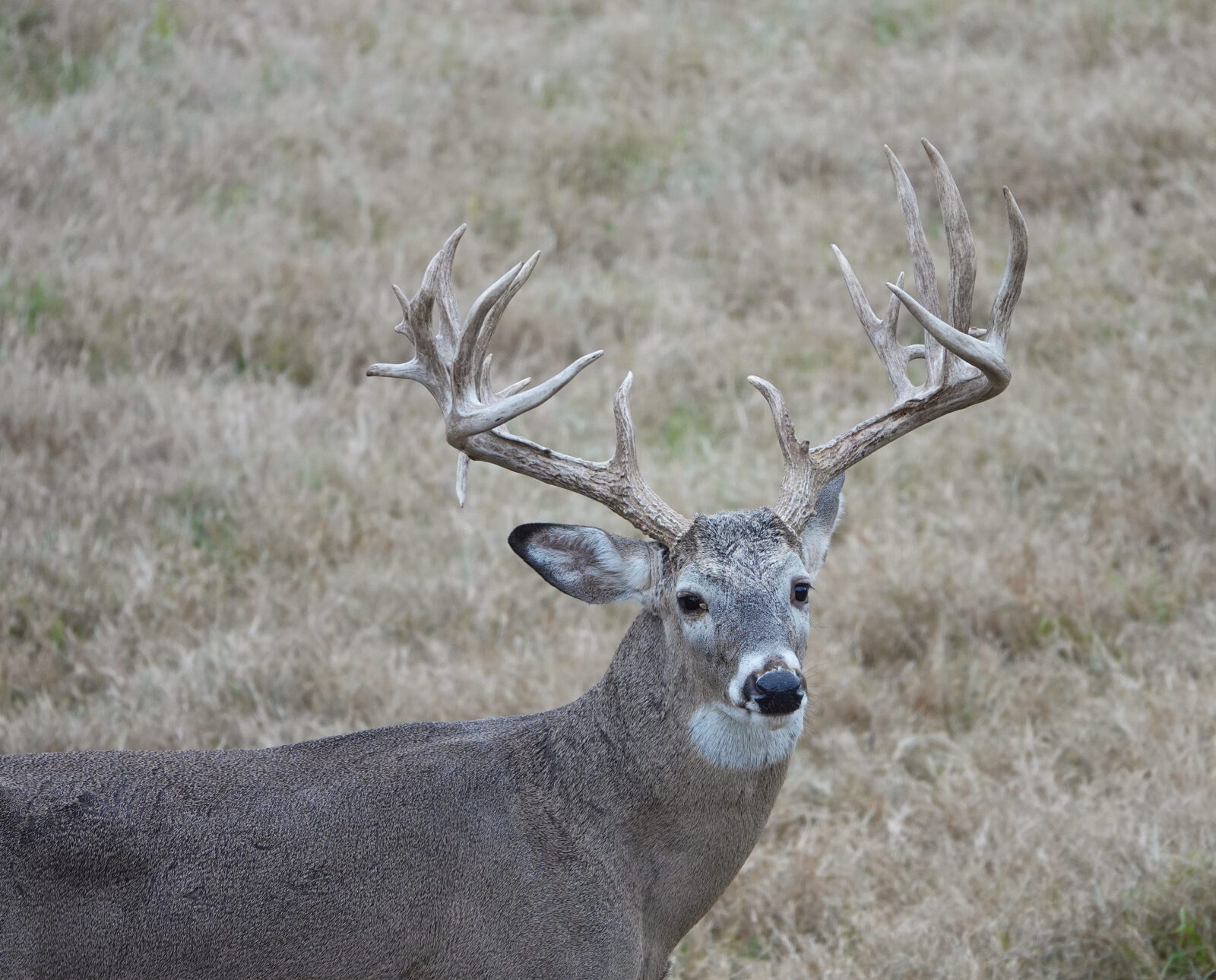 Affordable Texas Whitetail Hunts & Texas Deer Hunts Cotton Mesa