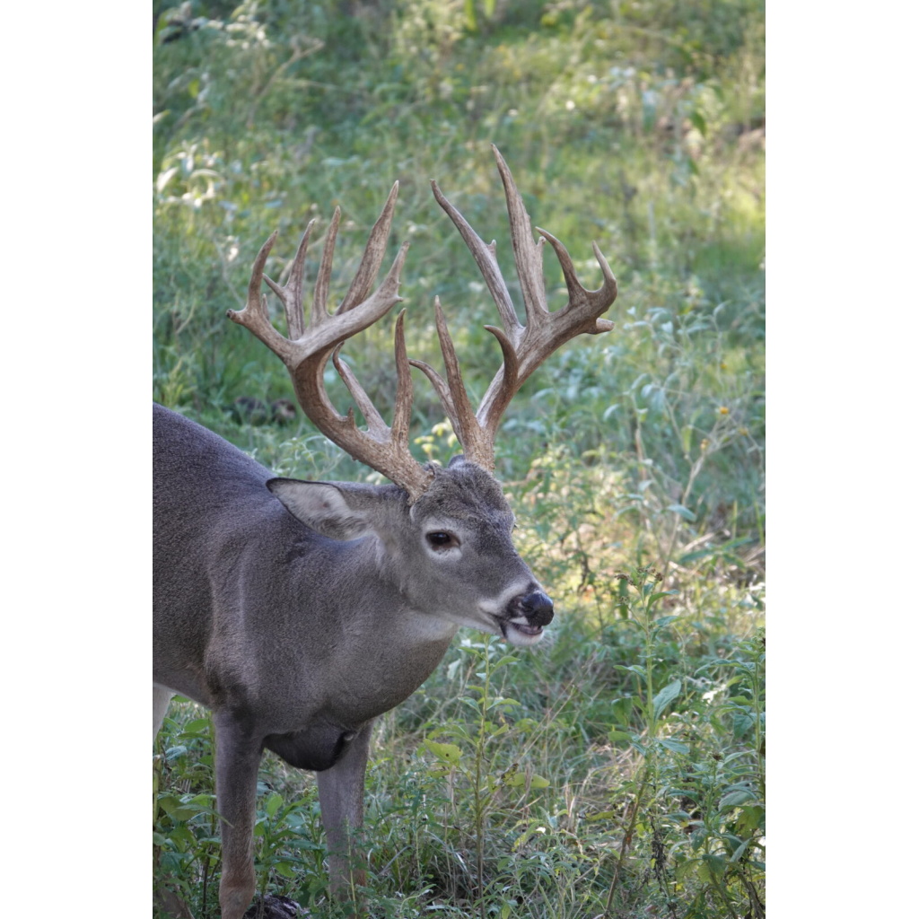 Affordable Texas Whitetail Hunts & Texas Deer Hunts Cotton Mesa