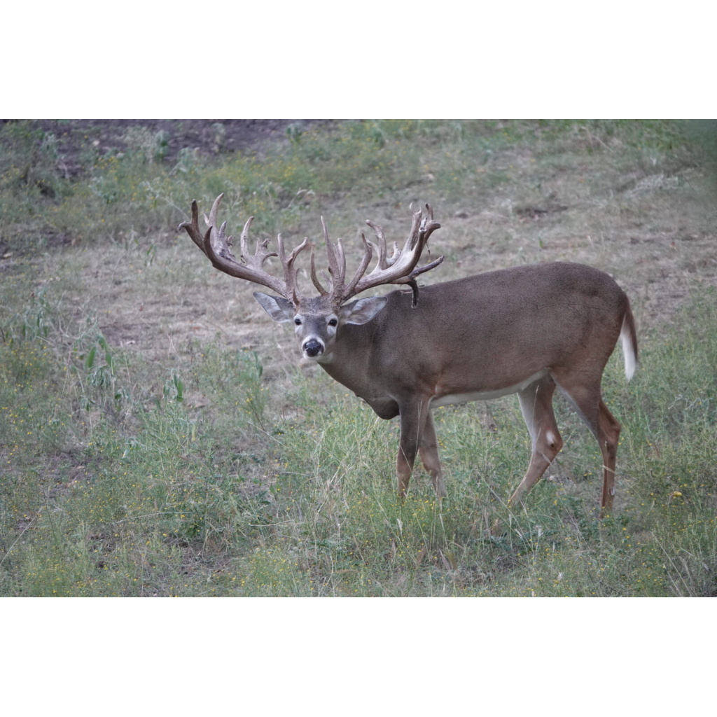 Affordable Texas Whitetail Hunts & Texas Deer Hunts Cotton Mesa