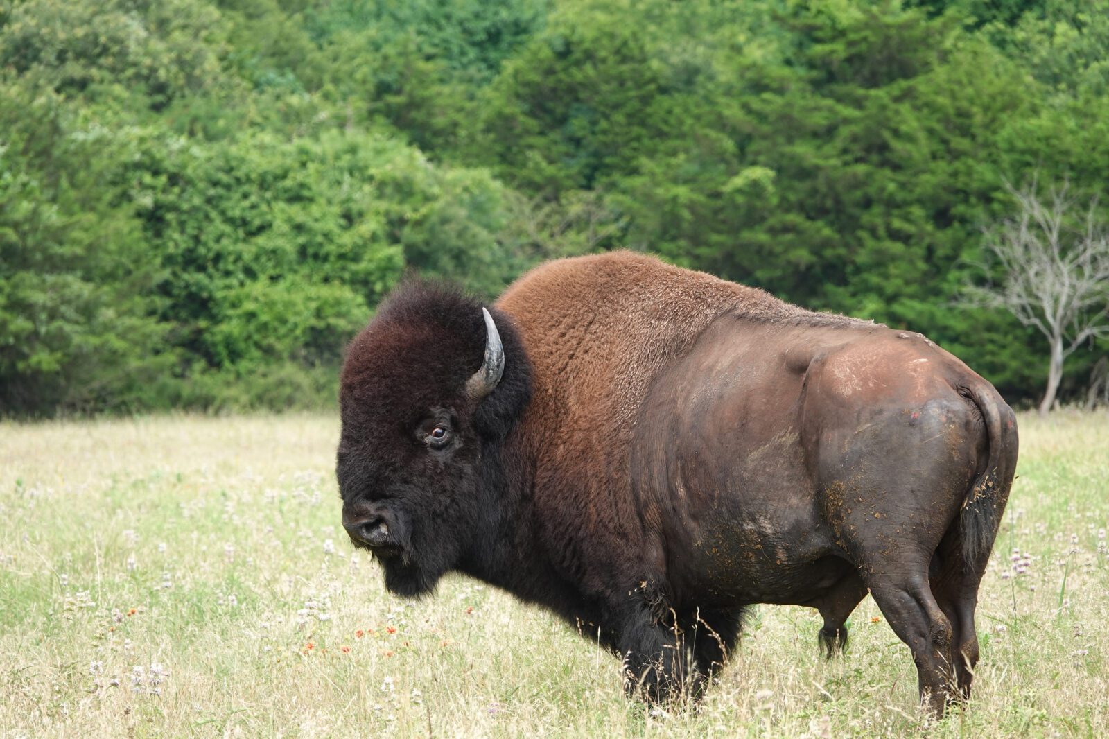 Buffalo Hunting Texas