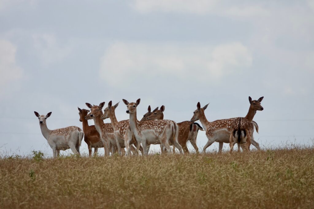 Fallow Deer Herd Texas