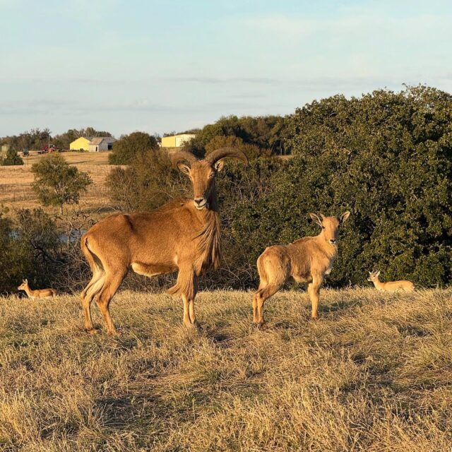 Aoudad sheep, also known as Barbary sheep are a species of wild sheep native to North Africa, particularly the rocky mountains of Algeria, Morocco, and Sudan. Trophy ram hunts available in Texas! 903-654-3416www.cottonmeawhitetail.com