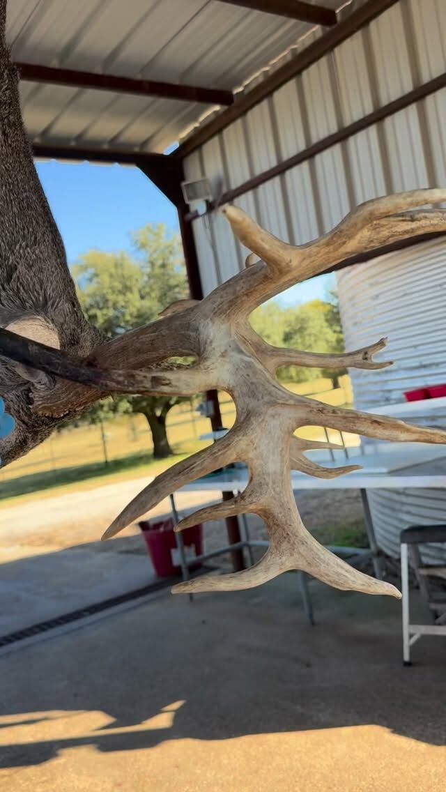 Check out the droptines on this buck! www.cottonmesawhitetail.com903-654-3416