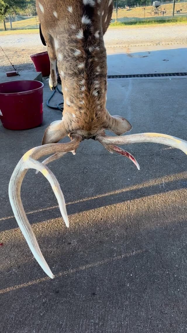 Another great Axis buck down! Our summer time Axis bucks are starting to shed their antlers. We will have lots of trophy bucks available again starting in March 2026. www.cottonmesawhitetail.com903-654-3416