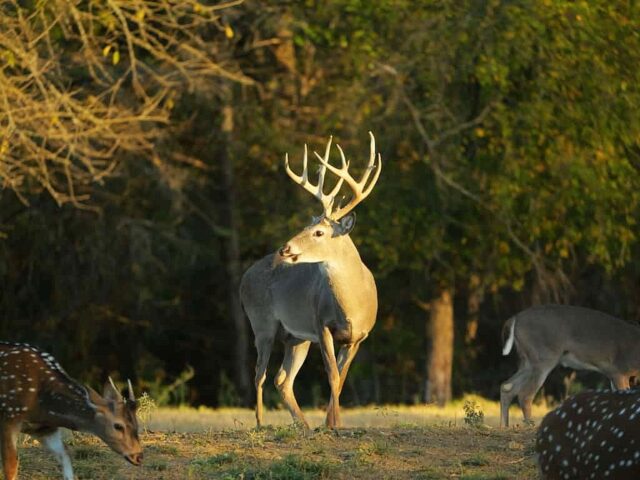 The whitetail rut is ramping up! Whitetail season is in full swing. www.cottonmesawhitetail.com903-654-3416