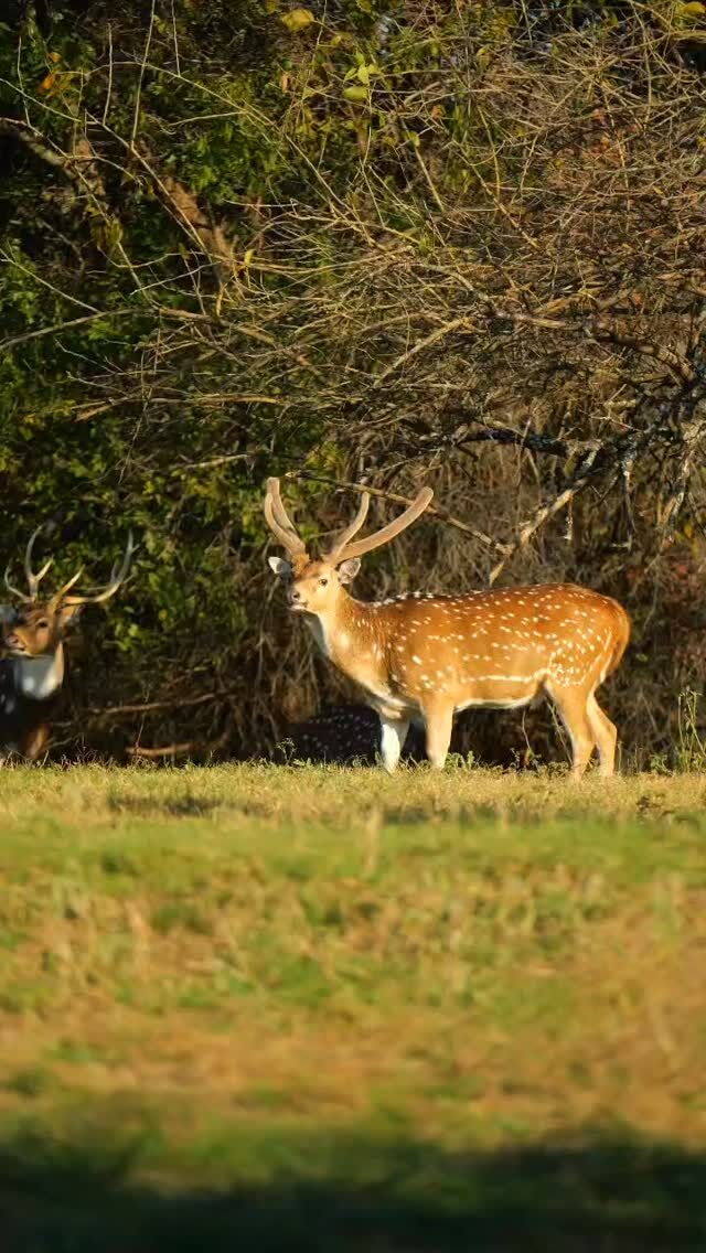 Axis buck on the ranch! We will be on the lookout for this guy in the spring. www.cottonmesawhitetail.com903-654-3416