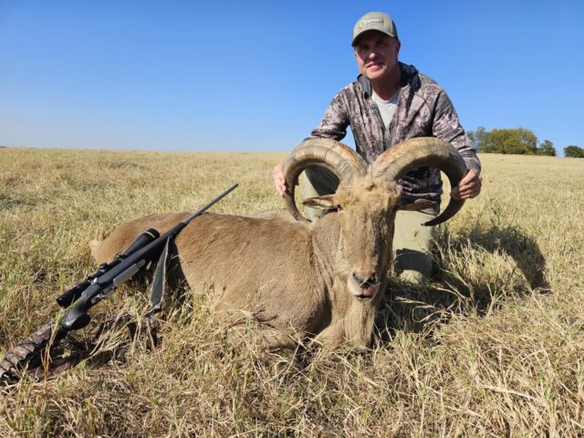 A couple of nice Aoudad rams for Wade and Wyatt! www.cottonmesawhitetail.com903-654-3416