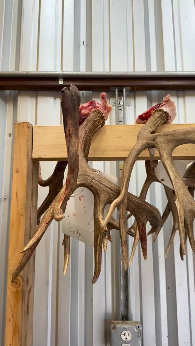 Let’s start planning for next season. www.cottonmesawhitetail.com903-654-3416