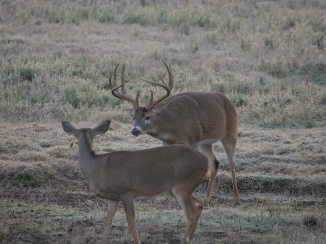 Merry Christmas from all of us on the ranch! www.cottonmesawhitetail.com903-654-3416