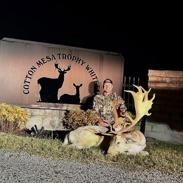 Jumbo fallow buck down. Thank you for hunting with us.www.cottonmesawhitetail.com903-654-3416