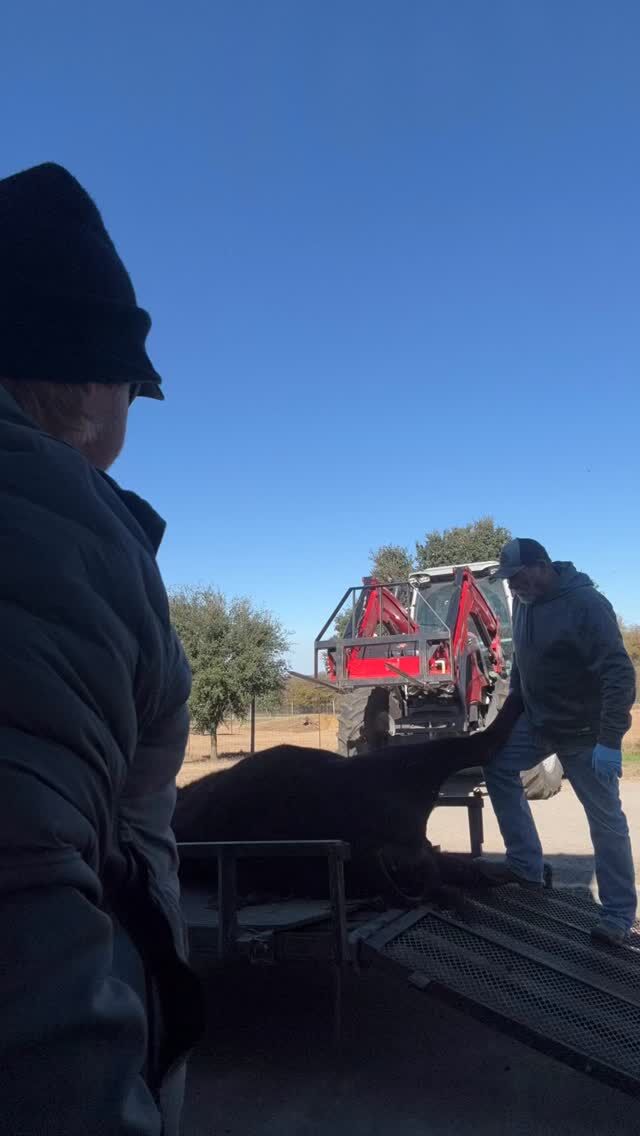 Time to skin a bison bull! Our team works to get your trophy skinned and in the cooler as soon as possible. Nothing goes to waste. www.cottonmesawhitetail.com903-654-3416