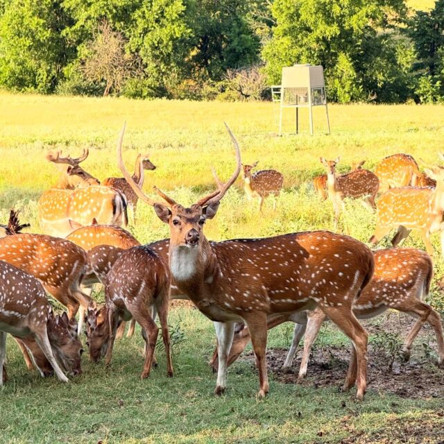 That’s a wrap for 2025! Thanks for a great year on the ranch. We want to wish everyone a safe and Happy New Year! See you in 2026. www.cottonmesawhitetail.com903-654-3416