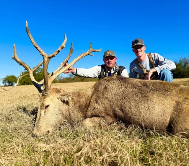 Pere David deer down for our hunters! www.cottonmesawhitetail.com903-654-3416