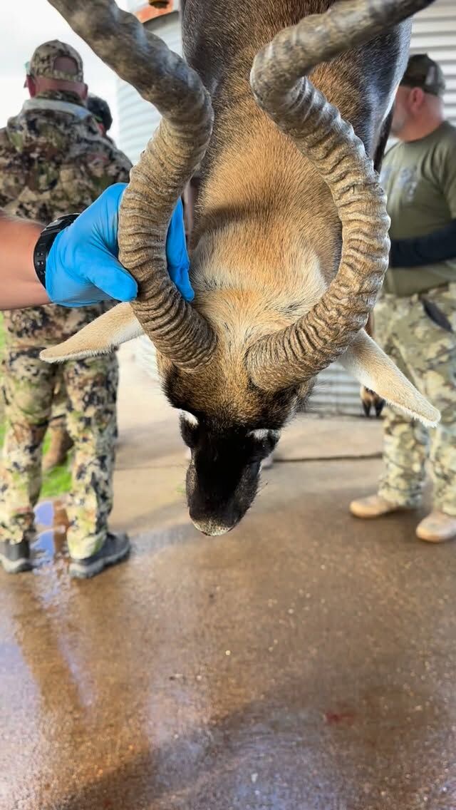 Crazy horned Blackbuck taken on the ranch! www.cottonmesawhitetail.com903-654-3416